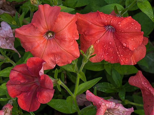 Conservatoire de Hidden Lake Gardens (Michigan State University), Tipton, Michigan — African Sunset petunias, an orange variety resulting from genetic modification to…