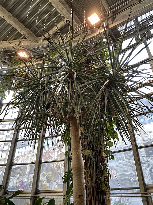 Shibuya City Botanical Garden Fureai (渋谷区ふれあい植物センター), Shibuya, Tokio — Shibuya City Botanical Garden Fureai — Ansicht 2