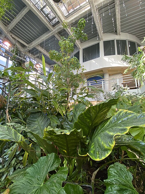 Shibuya City Botanical Garden Fureai (渋谷区ふれあい植物センター), Shibuya, Tokio — Shibuya City Botanical Garden Fureai — Ansicht 3