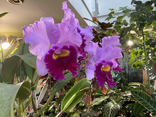 Shibuya City Botanical Garden Fureai (渋谷区ふれあい植物センター), Shibuya, Tokio — Shibuya City Botanical Garden Fureai — Ansicht 4