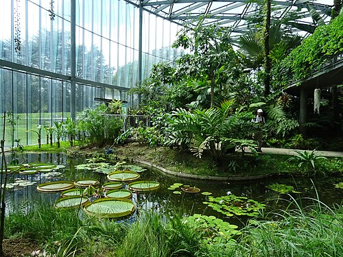 Großes Gewächshaus im Shinjuku Gyoen (新宿御苑大温室), Shinjuku, Tokio — Shinjuku Gyoen Greenhouse in Tokyo.