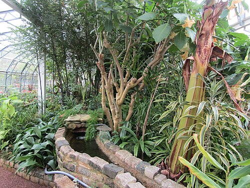 Palm House und Arid House von Torre Abbey, Torquay, Devon — photo 3