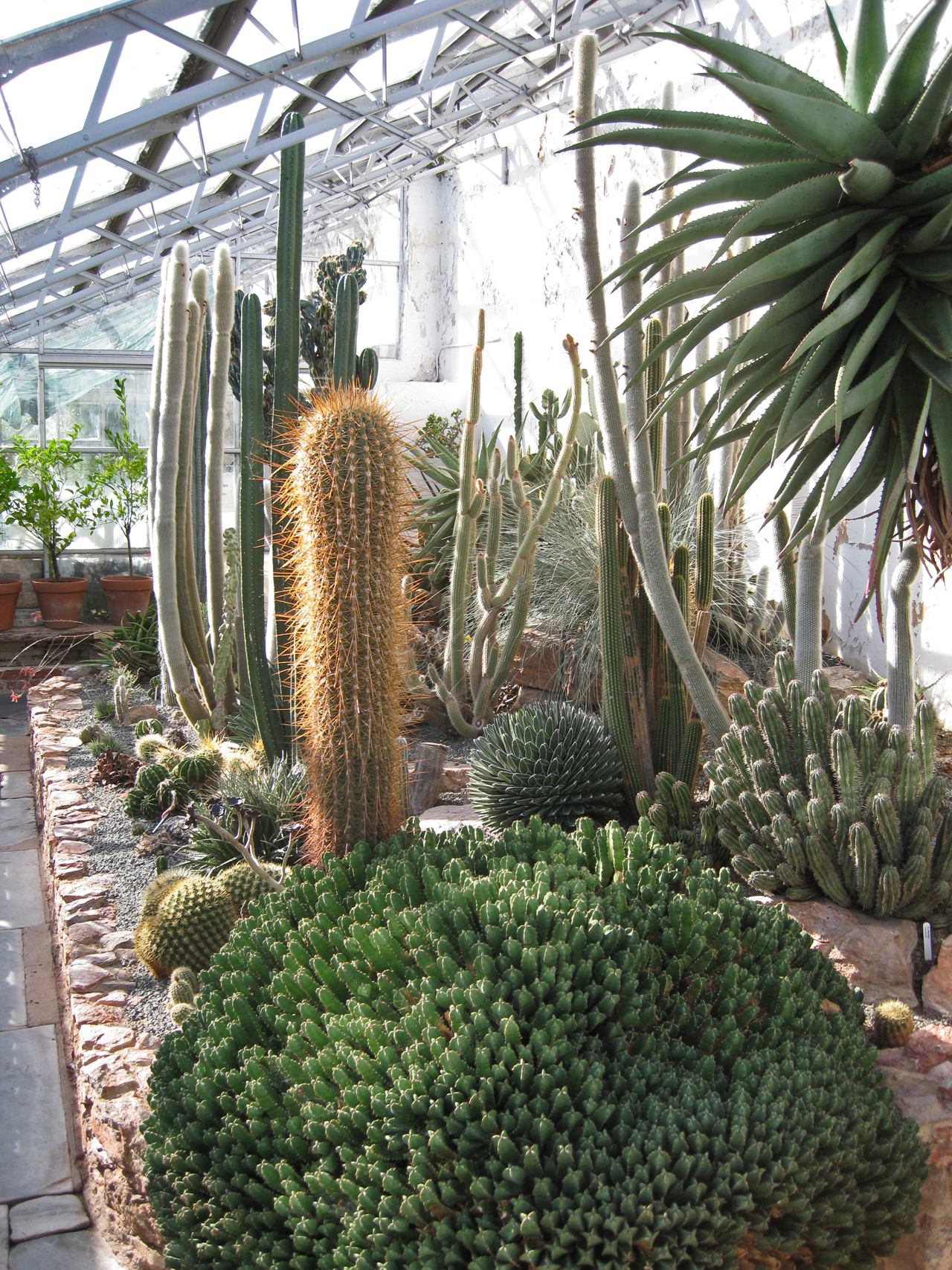 Palm House und Arid House von Torre Abbey, Torquay, Devon — Succulents in Torre Abbey Gardens