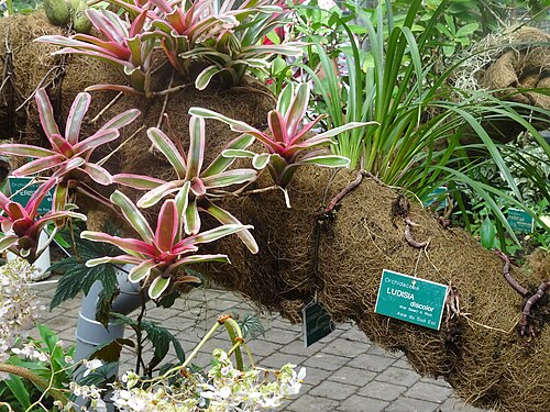 トゥルコワン植物園の教育用温室, トゥルコワン、オー＝ド＝フランス地域圏 — トゥルコワン植物園の教育用温室 — 3枚目
