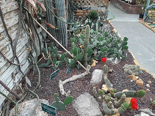 トゥルコワン植物園の教育用温室, トゥルコワン、オー＝ド＝フランス地域圏 — Cleistocactus samaipatanus Jardin botanique de Tourcoing Nord (département français) .