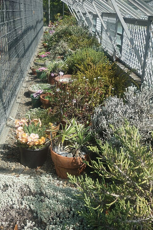 Townend, Garrick, Gilpin and Foweraker Houses, Christchurch Botanic Gardens, Christchurch — Plants in Foweraker House - Christchurch Botanic Gardens - Christchurch, New Zealand.