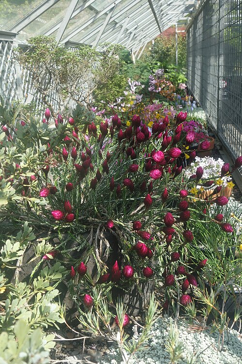 Townend, Garrick, Gilpin and Foweraker Houses, Christchurch Botanic Gardens, Christchurch — Plant in Foweraker House - Christchurch Botanic Gardens - Christchurch, New Zealand.