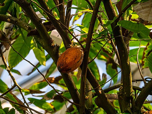 Tropical Display Dome, Brisbane Botanic Gardens, Mount Coot-tha, Brisbane, Queensland — The Tropical Display Dome is a popular feature at Brisbane Botanic Gardens, Mount…