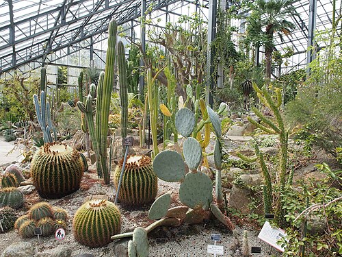 Gewächshäuser des Botanischen Gartens Tsukuba (筑波実験植物園), Tsukuba, Präfektur Ibaraki — Inside the Savanna House of Tsukuba Botanical Garden, National Museum of Nature and…