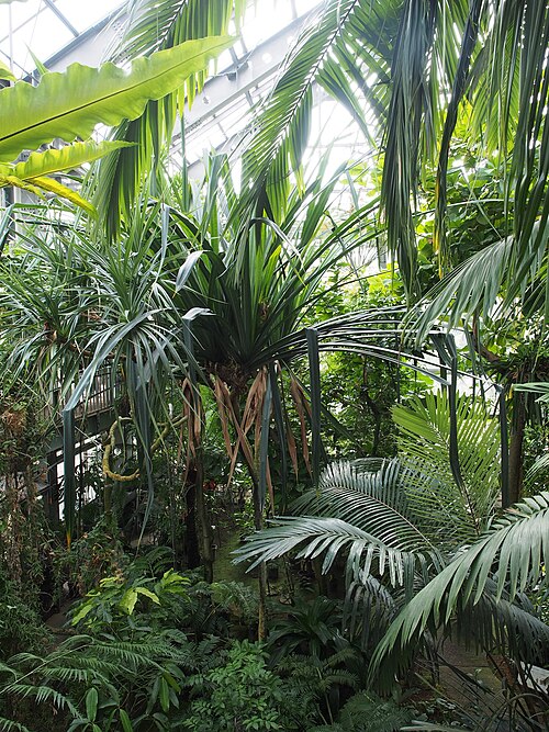 Gewächshäuser des Botanischen Gartens Tsukuba (筑波実験植物園), Tsukuba, Präfektur Ibaraki — Inside of the Tropical Rainforest House of Tsukuba Botanical Garden, National Museum of…