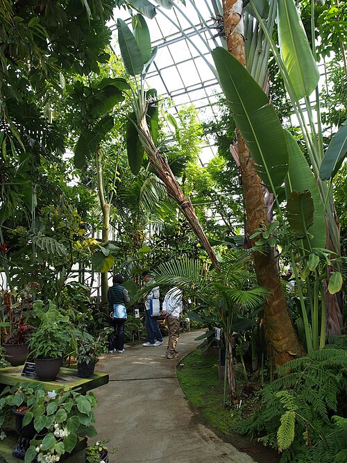 Gewächshäuser des Botanischen Gartens Tsukuba (筑波実験植物園), Tsukuba, Präfektur Ibaraki — Inside the Useful Plants House of Tsukuba Botanical Garden, National Museum of Nature…