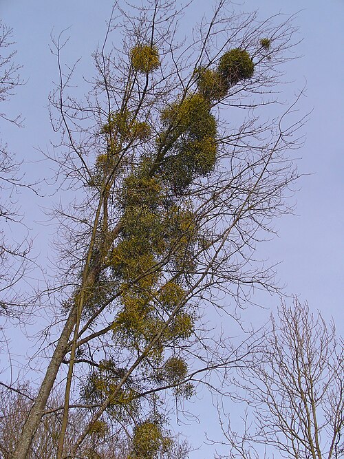 Tropicarium du jardin botanique de l'université de Tübingen, Tübingen, Bade-Wurtemberg — Viscum album , Santalaceae, European Mistletoe, habitus. Arboretum of the Botanical…