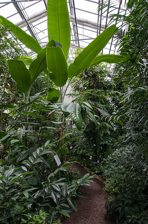 Tropengewächshäuser des Botanischen Gartens der Universität Ulm, Ulm (Oberer Eselsberg), Baden-Württemberg — Tieflandregenwaldhaus