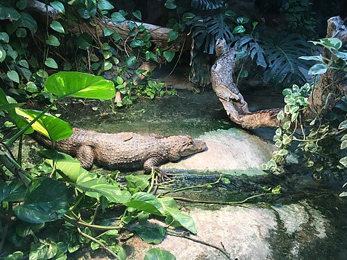 ウルム動物園のトロペンハウス（Tropenhaus）, バーデン＝ヴュルテンベルク州ウルム（フリードリヒスアウ）、ウルム動物園 — Yacare caiman in Ulm zoo