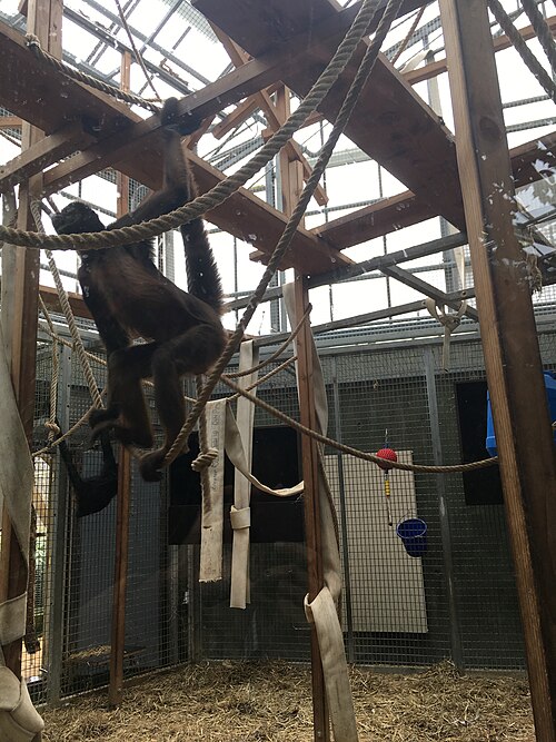 ウルム動物園のトロペンハウス（Tropenhaus）, バーデン＝ヴュルテンベルク州ウルム（フリードリヒスアウ）、ウルム動物園 — Brown spider monkey in zoo Ulm