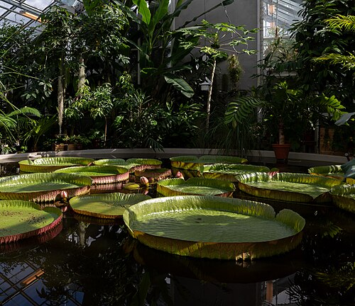熱帯温室（Tropiska växthuset）、ウプサラ大学植物園, ウプサラ県ウプサラ — Santa Cruz water-lily (Victoria cruziana) leaves, Botanical Garden, Uppsala, Sweden