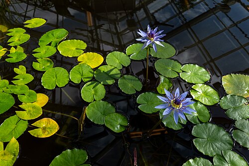 熱帯温室（Tropiska växthuset）、ウプサラ大学植物園, ウプサラ県ウプサラ — Egyptian blue lily (Nymphaea nouchali var. zanzibariensis), Botanical Garden, Uppsala…