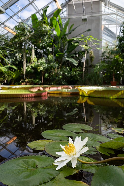 熱帯温室（Tropiska växthuset）、ウプサラ大学植物園, ウプサラ県ウプサラ — Egyptian white water-lily (Nymphaea lotus) with Santa Cruz water-lily (Victoria…