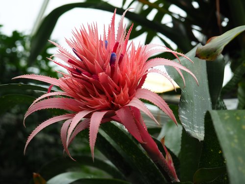 熱帯温室（Tropiska växthuset）、ウプサラ大学植物園, ウプサラ県ウプサラ — photo 4
