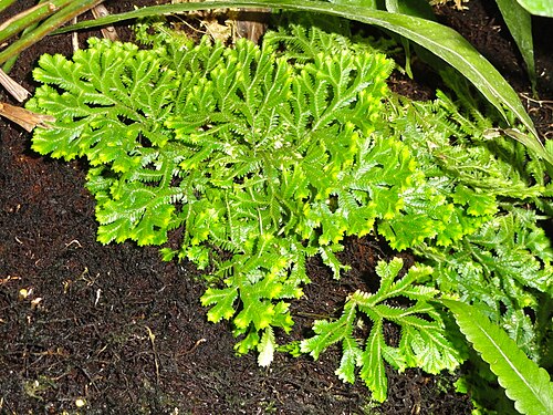 アメリカ合衆国植物園, ワシントンD.C. — Botanical specimen in the United States Botanic Garden, Washington, DC, USA.