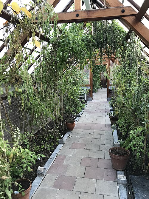 Collection glasshouse and orangeries of the Oude Hortus (old botanic garden of Utrecht), Utrecht, Utrecht province — Inside the green house at the Oude Hortus in Utrecht