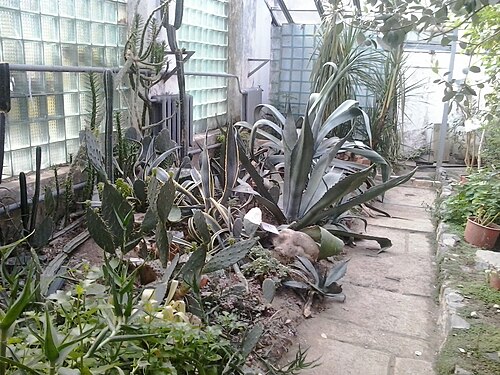 Orangerie des Botanischen Gartens der Nationalen Universität Uschhorod (Botanichnyi sad UzhNU), Uschhorod, Oblast Transkarpatien — Az ungvári botanikus kert üvegháza - Agávé