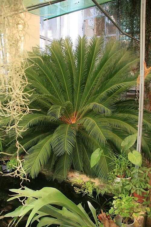 Orangerie des Botanischen Gartens der Nationalen Universität Uschhorod (Botanichnyi sad UzhNU), Uschhorod, Oblast Transkarpatien — Orangerie des Botanischen Gartens der Nationalen Universität Uschhorod — Ansicht 4