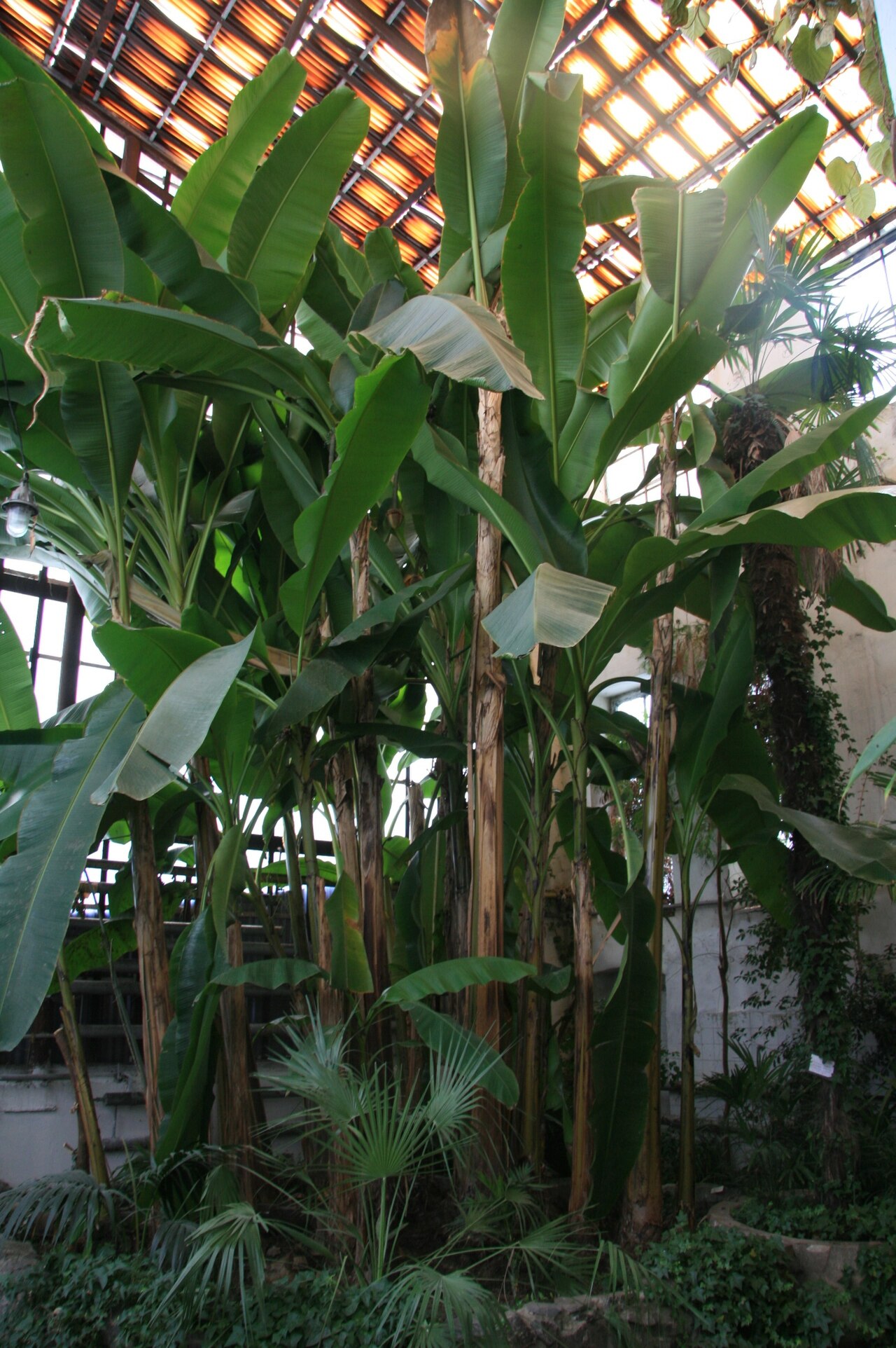 Orangerie des Botanischen Gartens der Nationalen Universität Uschhorod (Botanichnyi sad UzhNU), Uschhorod, Oblast Transkarpatien — Orangerie des Botanischen Gartens der Nationalen Universität Uschhorod — Ansicht 5