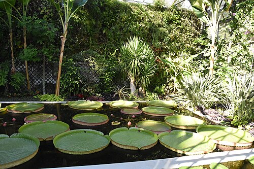 Victoria-Gewächshaus und Vertikaler Garten der Botanischen Gärten Villa Taranto, Pallanza, Verbania (Piemont) — I giardini botanici di Villa Taranto a Pallanza , frazione di Verbania , in Piemonte .