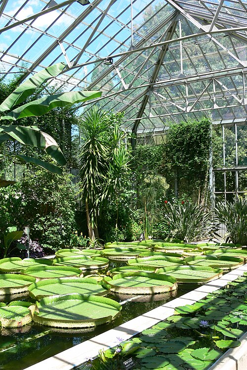 Victoria-Gewächshaus und Vertikaler Garten der Botanischen Gärten Villa Taranto, Pallanza, Verbania (Piemont) — Villa Taranto ( Verbania-Pallanza ). Greenhouse with Victoria cruziana.