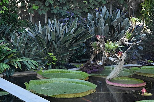 Victoria-Gewächshaus und Vertikaler Garten der Botanischen Gärten Villa Taranto, Pallanza, Verbania (Piemont) — Victoria-Gewächshaus und Vertikaler Garten der Botanischen Gärten Villa Taranto…