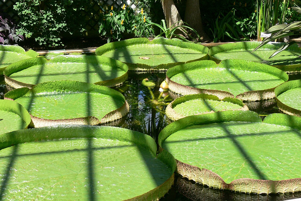 Victoria-Gewächshaus und Vertikaler Garten der Botanischen Gärten Villa Taranto, Pallanza, Verbania (Piemont) — Villa Taranto ( Verbania-Pallanza ). Victoria cruziana.