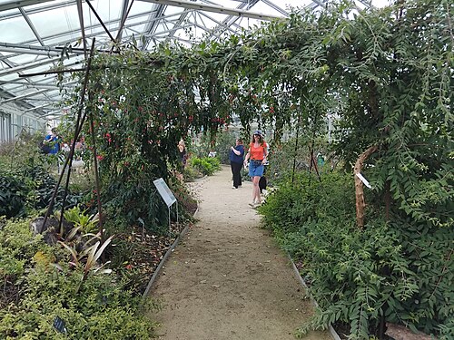 Gewächshäuser des Arboretums Versailles-Chèvreloup, Le Chesnay-Rocquencourt, Yvelines — Gewächshäuser des Arboretums Versailles-Chèvreloup — Ansicht 3