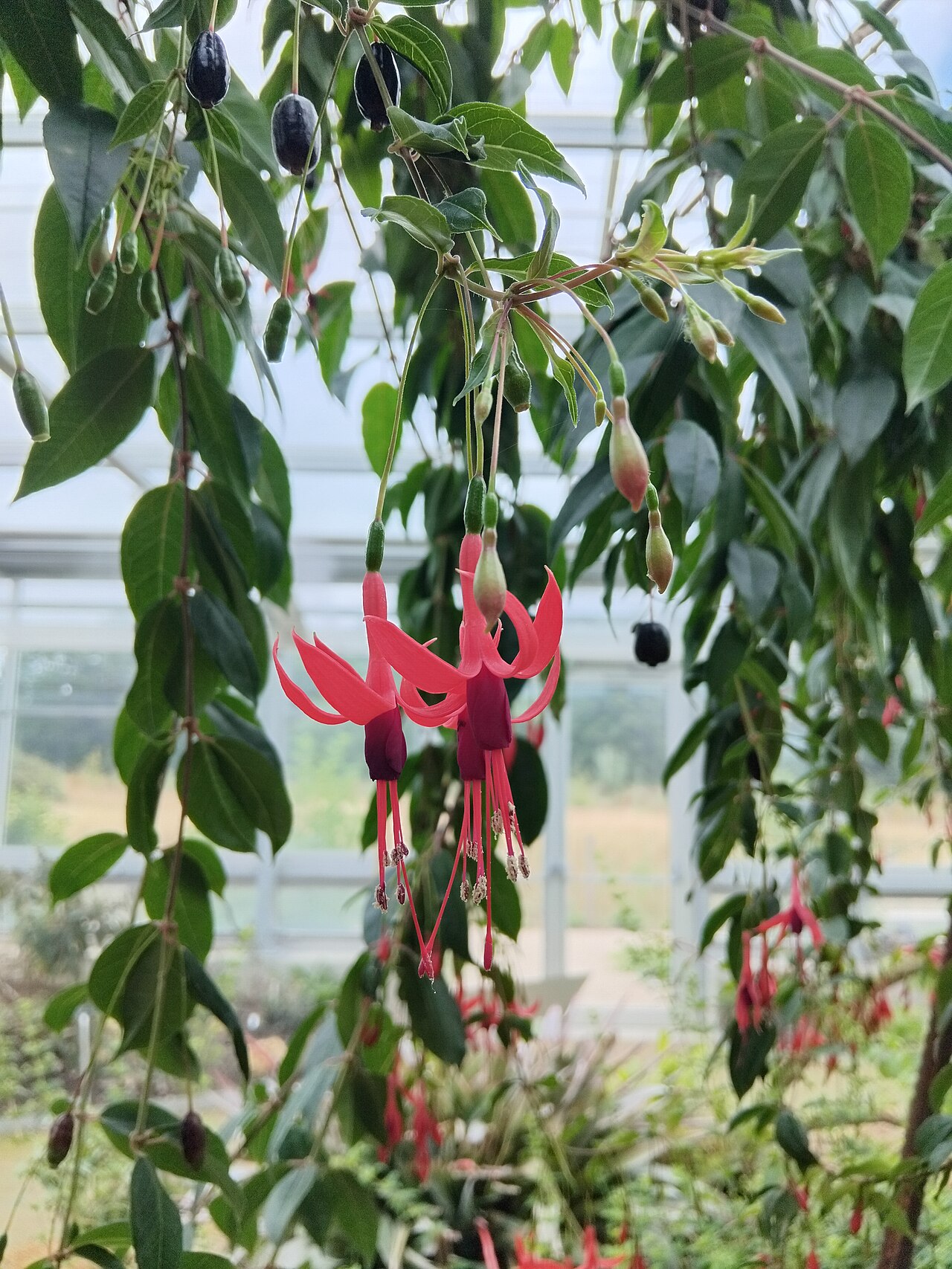 Gewächshäuser des Arboretums Versailles-Chèvreloup, Le Chesnay-Rocquencourt, Yvelines — Gewächshäuser des Arboretums Versailles-Chèvreloup — Ansicht 5