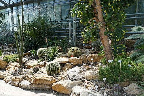 Tropengewächshäuser des Botanischen Gartens Jean-Marie Pelt, Villers-lès-Nancy, Grand Est — Régions arides d'Afrique tropicale. Serres du jardin botanique Jean-Marie Pelt…