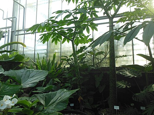 Tropengewächshäuser des Botanischen Gartens Jean-Marie Pelt, Villers-lès-Nancy, Grand Est — Amorphophallus titanum dans la serre tropicale du Jardin botanique Jean-Marie Pelt…