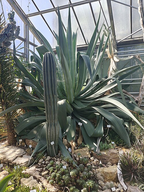 Tropical Greenhouses of the Jean-Marie Pelt Botanical Garden, Villers-lès-Nancy, Grand Est — Agave dussiana photographed in Jardin Botanique Jean-Marie Pelt (Villers-les-Nancy)