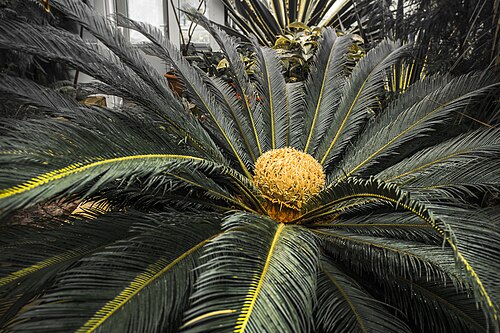 Orangerie des Botanischen Garten-Instituts der Fernöstlichen Abteilung der Russischen Akademie der Wissenschaften (Oranzhereya BSI DVO RAN), Wladiwostok, Region Primorje — Orangerie des Botanischen Garten-Instituts der Fernöstlichen Abteilung der Russischen…