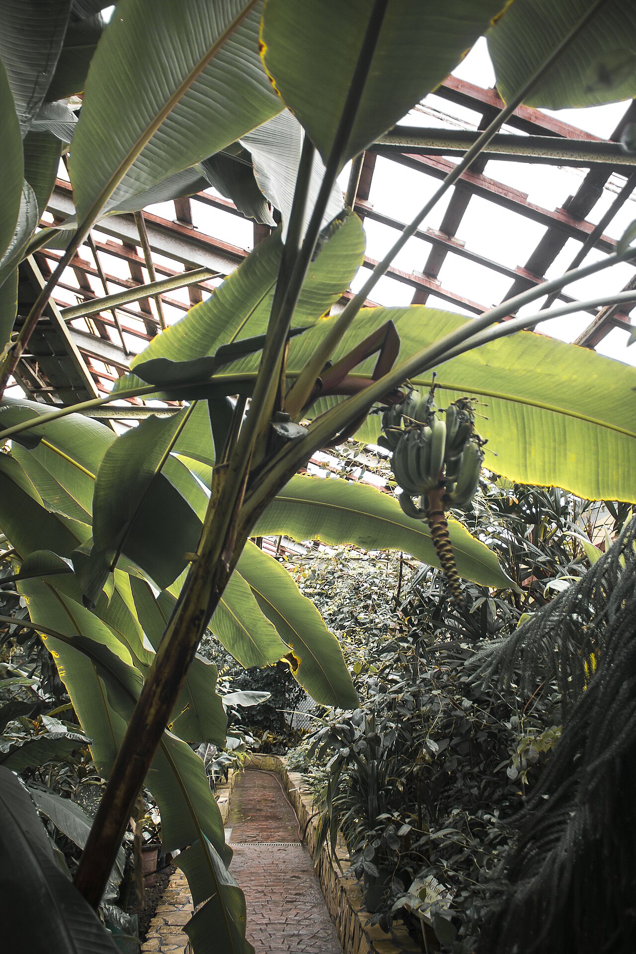 Orangerie des Botanischen Garten-Instituts der Fernöstlichen Abteilung der Russischen Akademie der Wissenschaften (Oranzhereya BSI DVO RAN), Wladiwostok, Region Primorje — Orangerie des Botanischen Garten-Instituts der Fernöstlichen Abteilung der Russischen…