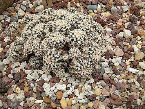 Volunteer Park Conservatory, Seattle, Washington — Gymnocalycium bruchii c-1228. Argentina. Photographed at Volunteer Park Conservatory…