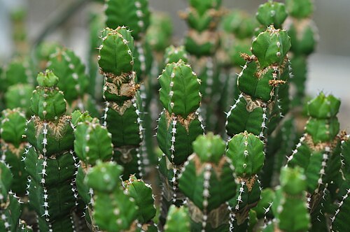 Volunteer Park Conservatory, Seattle, Washington — Euphorbia makallensis , Volunteer Park Conservatory, Seattle, Washington, U.S.