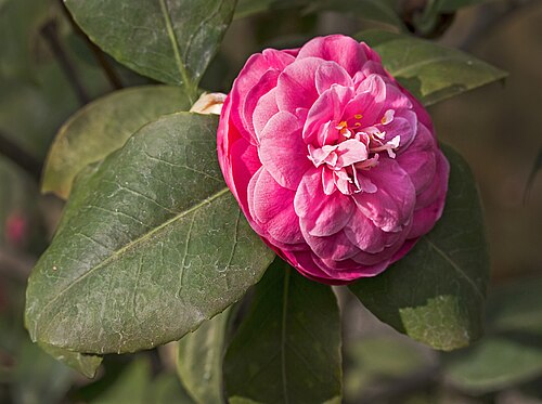 Lyman Estate Greenhouses (The Vale), Waltham, Massachusetts — Camellia