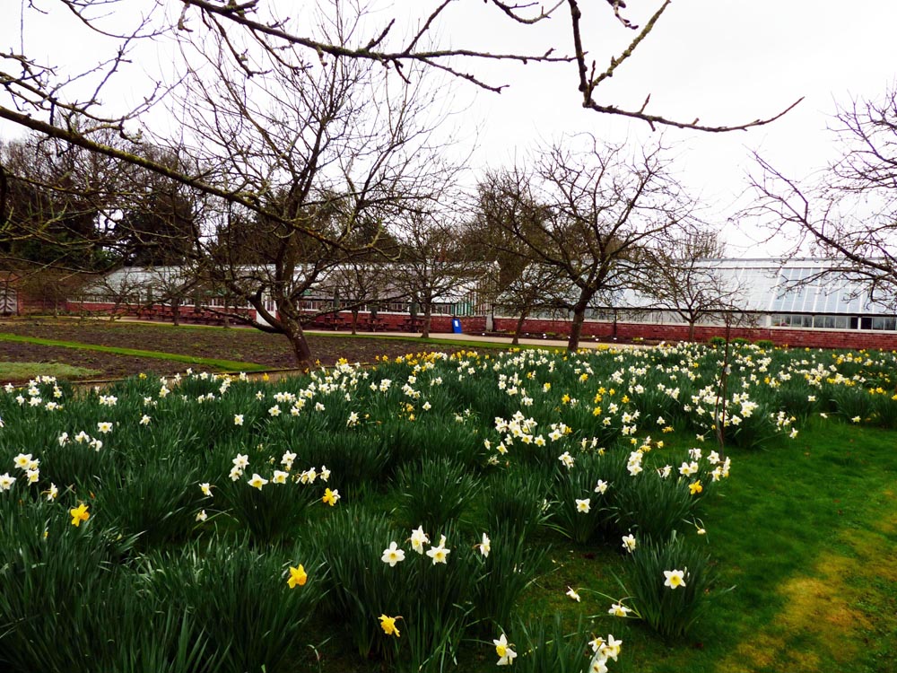 Gewächshäuser des Grappenhall Heys Walled Garden, Grappenhall, Warrington (Cheshire) — Spring display, Grappenhall Heys walled garden