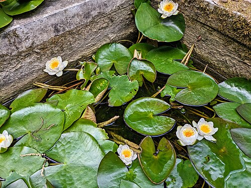 Serres et orangerie du jardin botanique de l'université de Varsovie (Ogród Botaniczny UW), Varsovie, Mazovie — Nymphaea Candida