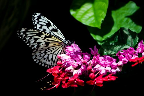Wings of the Tropics, Butterfly Pavilion, Westminster, Colorado — photo 1