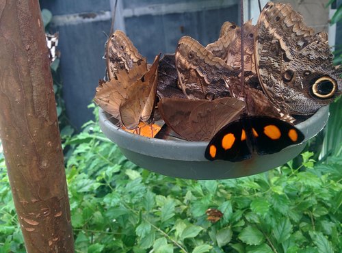 Wings of the Tropics, Butterfly Pavilion, Westminster, Colorado — photo 2
