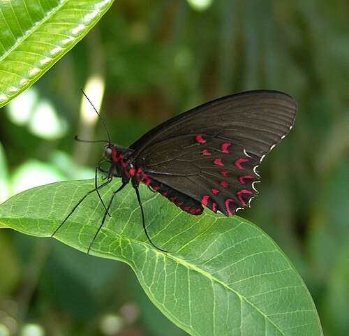 Wings of the Tropics, Butterfly Pavilion, Westminster, Colorado — Butterfly Pavilion Westminster CO