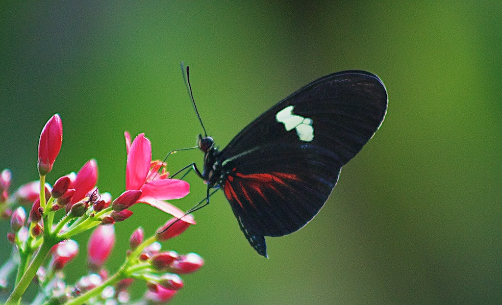 Wings of the Tropics, Butterfly Pavilion, Westminster, Colorado — 500px provided description: Taken at the Butterfly Pavilion in Westminster, Colorado…