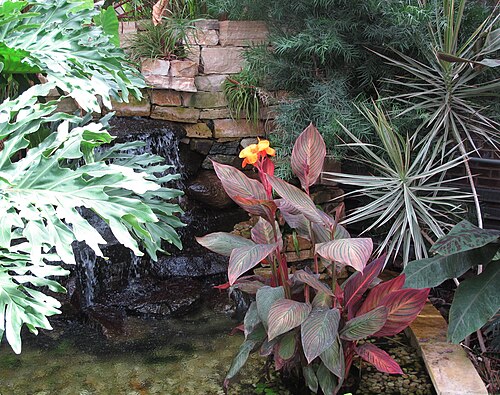 Brookside Gardens Conservatory, Wheaton, Maryland — In the Conservatory Credit Brookside Gardens and link to this page: <a href="…