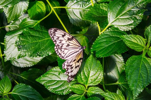 Schmetterlingshaus, Whipsnade Zoo, Whipsnade, bei Dunstable, Bedfordshire (England) — photo 1